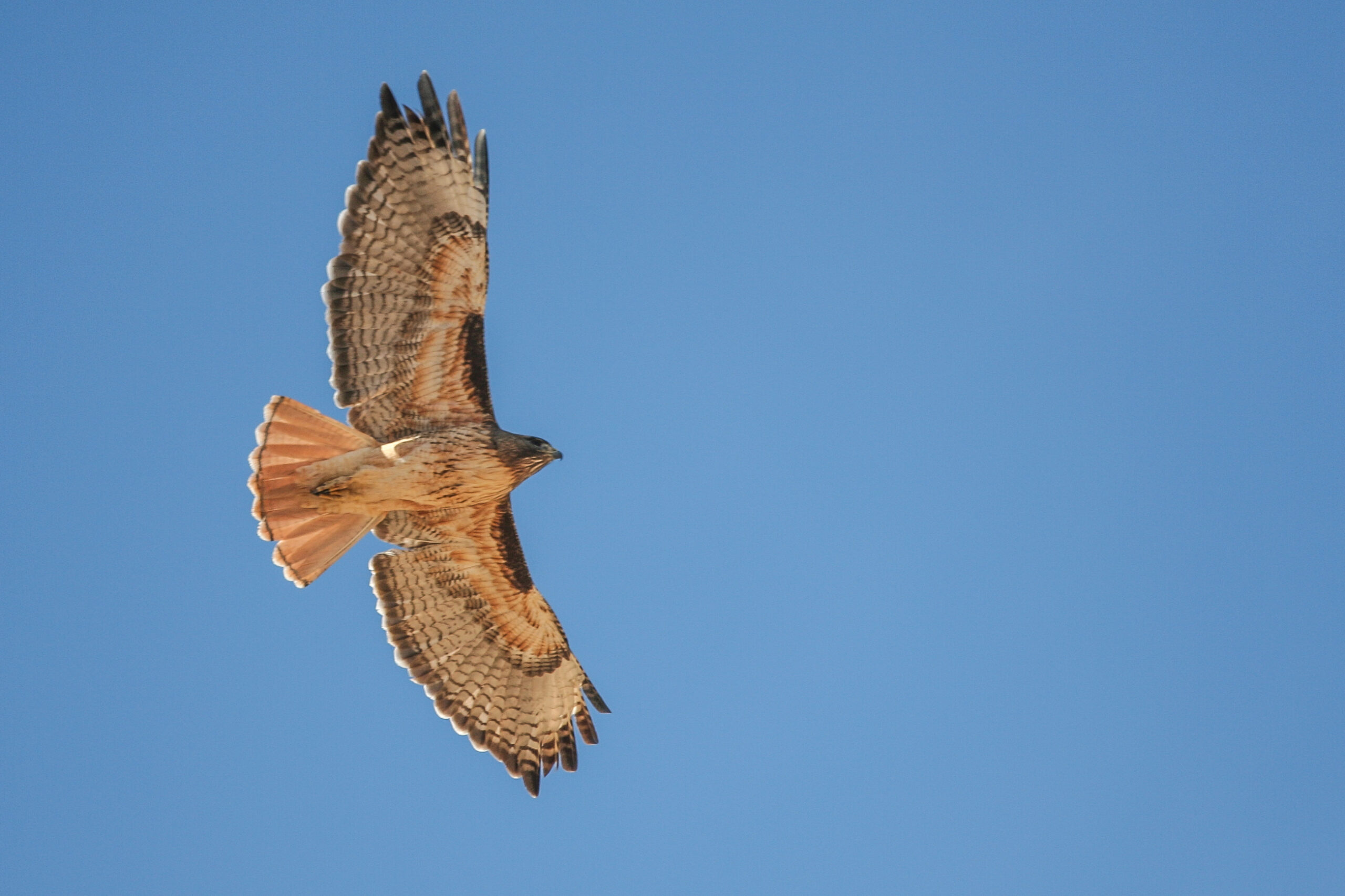 A hawk soaring against a clear blue sky in Golden Valley, AZ, USA.